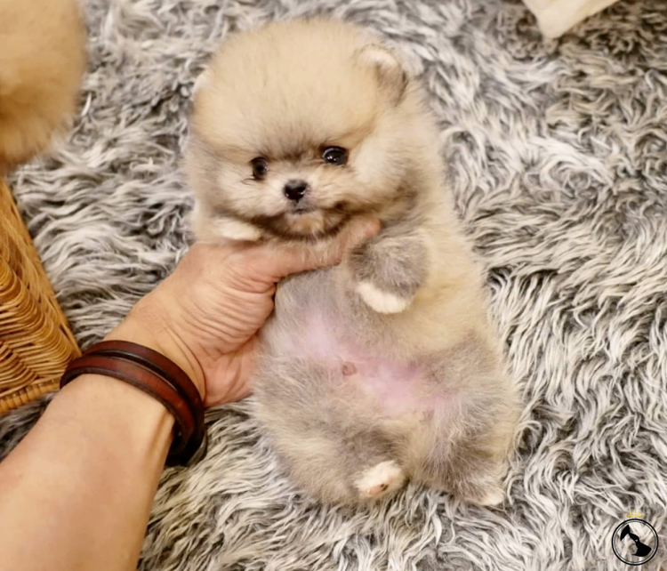 Микро мини шпиц