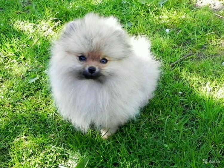 Микро померанский шпиц