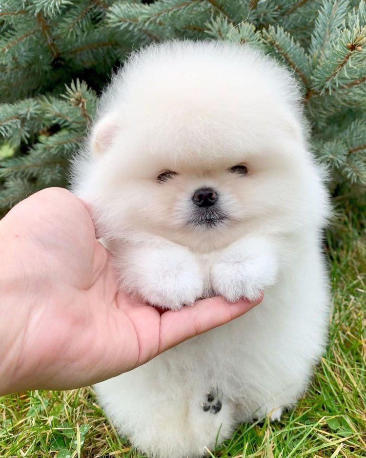 Микро шпиц белый