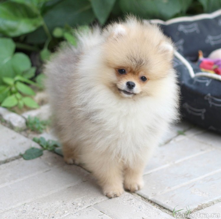 Микро померанский шпиц