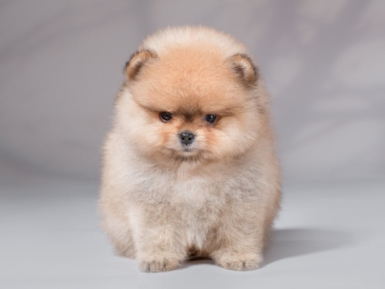 Шпиц микро мишка