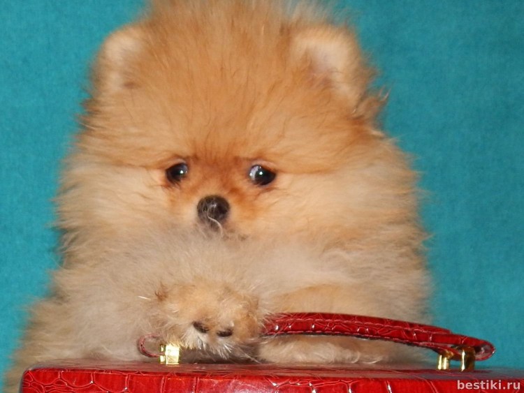 Микро померанский шпиц черный