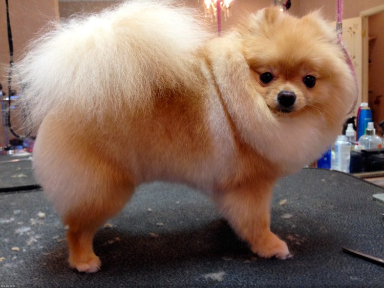 Корейский микро шпиц