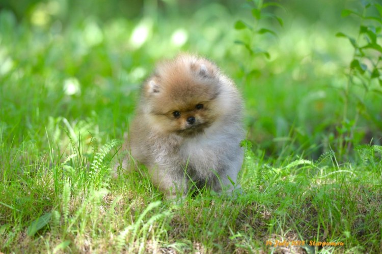 Померанский шпиц Teacup.