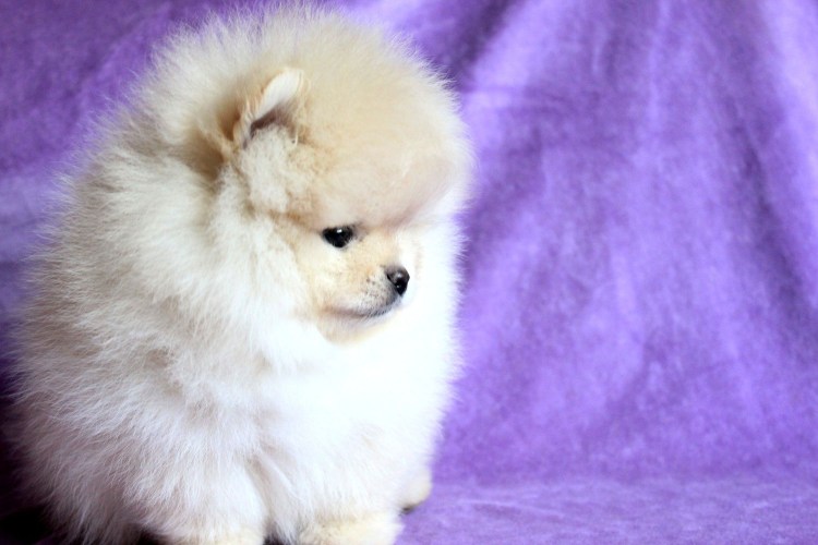 Микро померанский шпиц