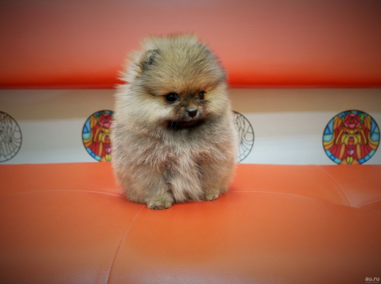 Шпиц Фантом