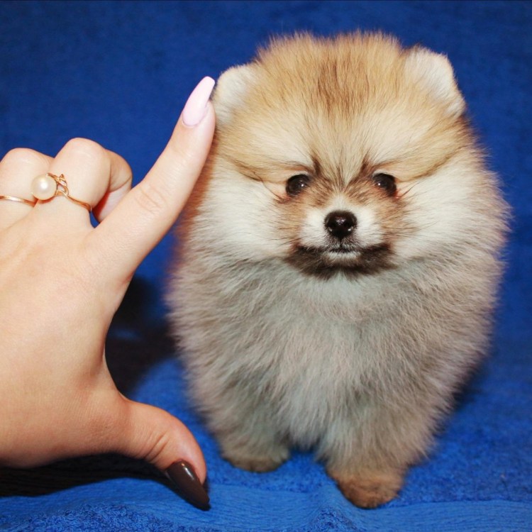 Померанский шпиц мини