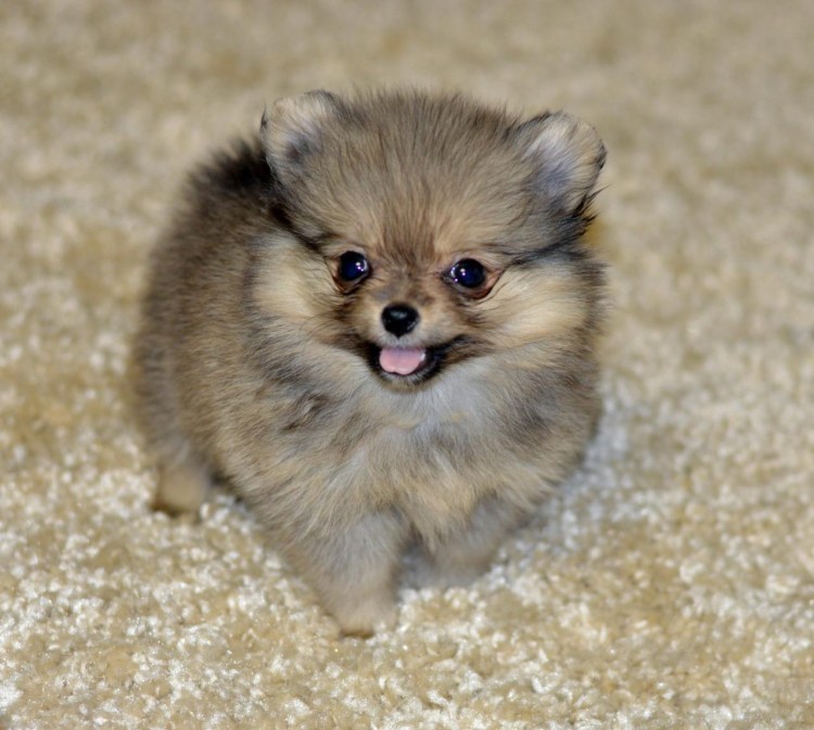 Шпиц померанский карликовый медвежата