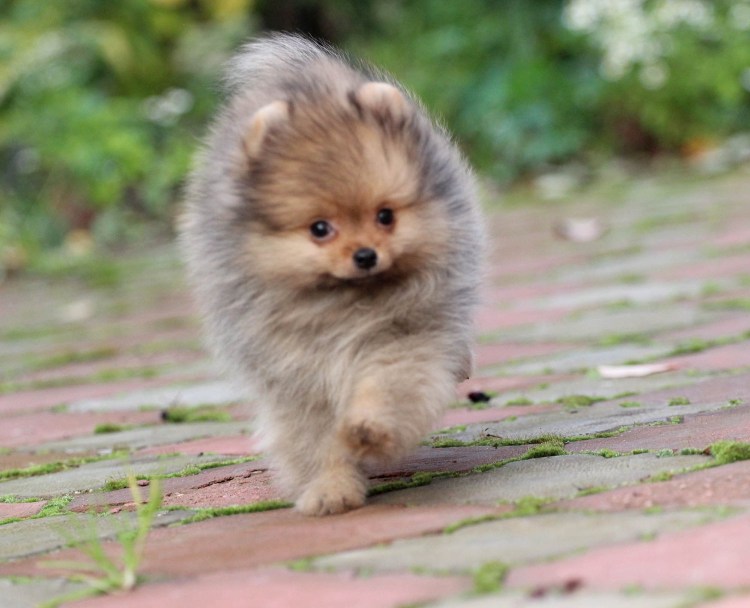 Микро померанский шпиц черный