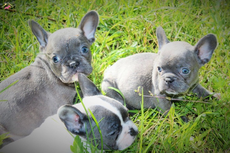 Длинношерстный французский бульдог