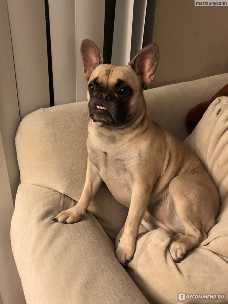 Французский бульдог Мерль