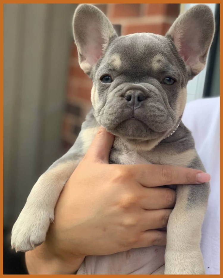 Французский бульдог Чивас