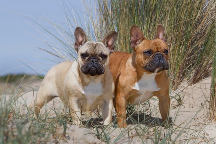 Французский бульдог