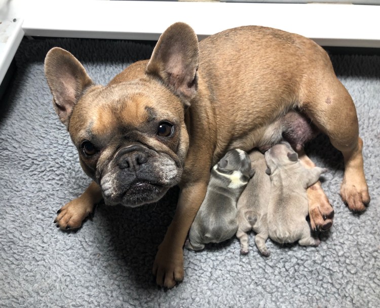 Французский бульдог флаффи белый