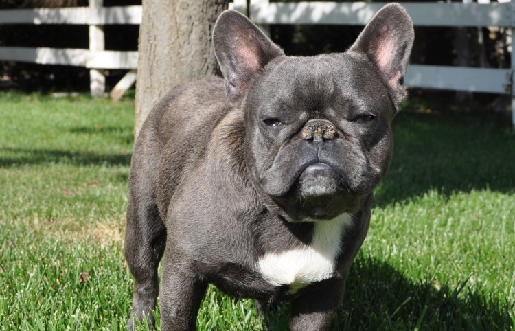 Бургосский бульдог