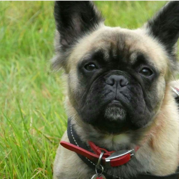 Бульдог лысый французский бульдог