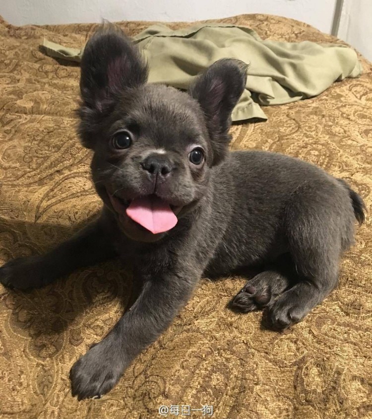 Флаффи французский бульдог