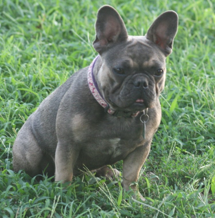 Лохматый французский бульдог фото