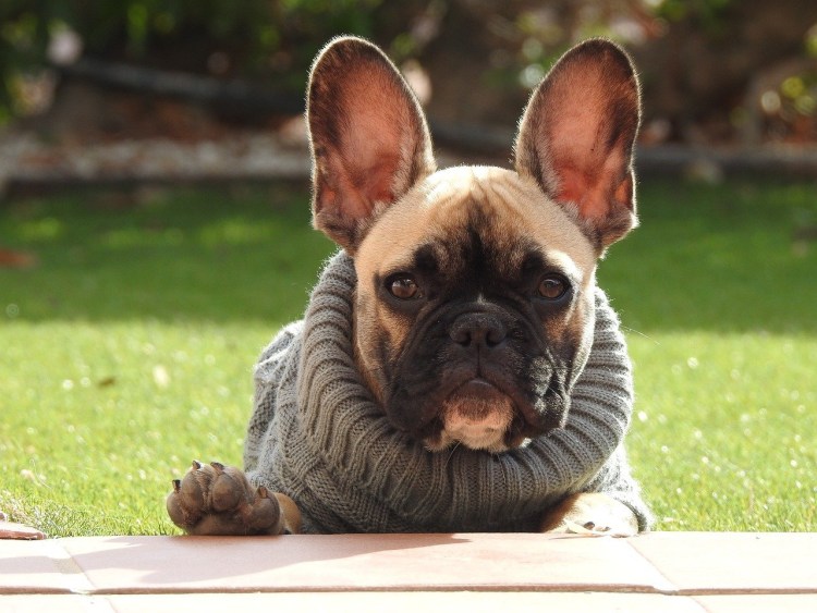 Лохматый французский помощник французского