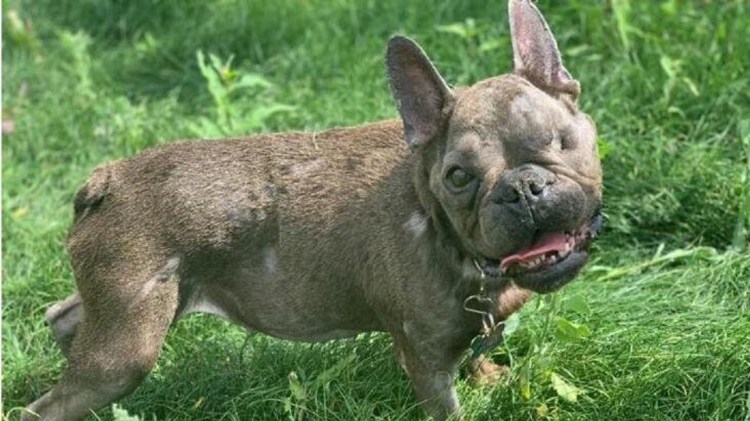 Французский бульдог