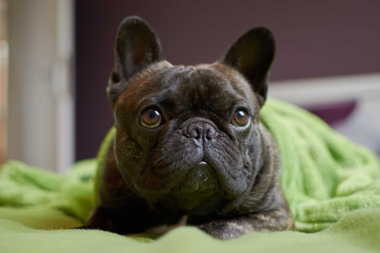 Флаффи французский бульдог