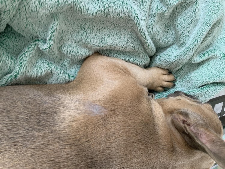 Аллергия у шарпея зуд и выпадение шерсти