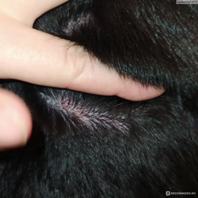 Малассезионный дерматит у собак