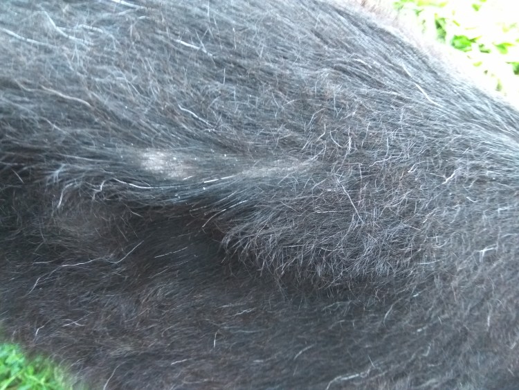 Саркоптоз у собак на локтях