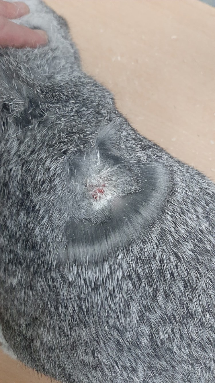 У собаки выпадает шерсть клочками