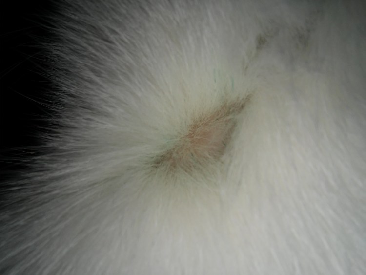 У кота проплешины на шерсти