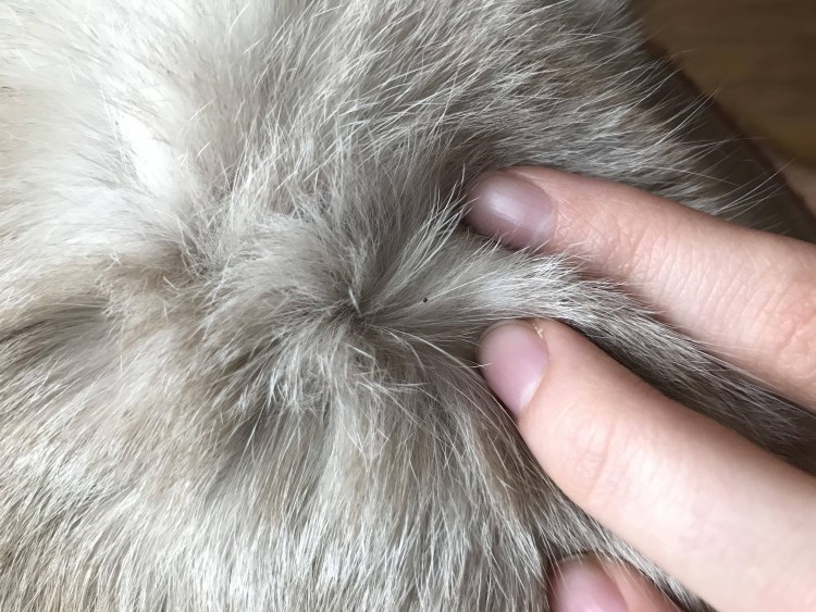 У животных небольшие залысины