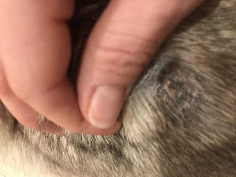 Милиарный дерматит у собак