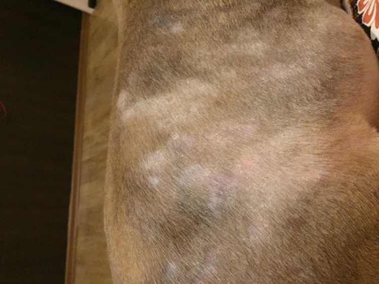 У собаки выпадает шерсть клоками