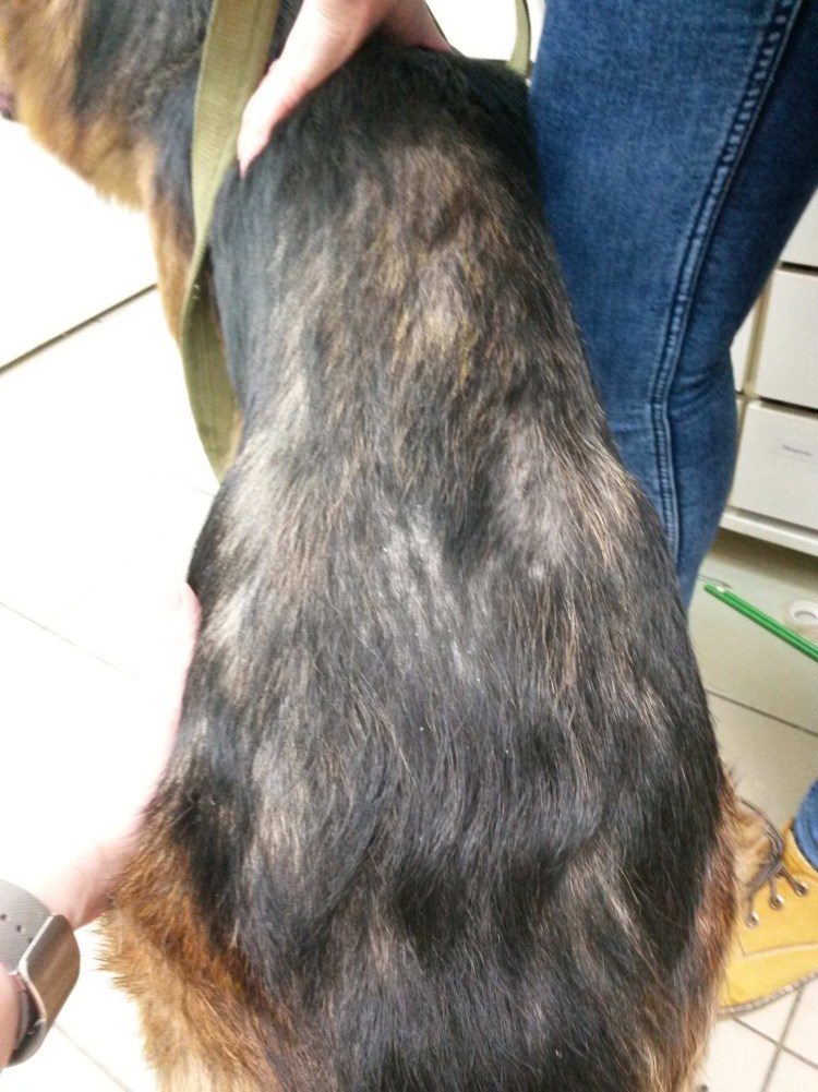 Дерматофитоз (лишай) у собак