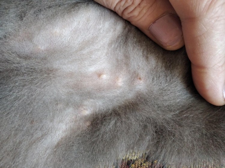 Лишайные проплешины у кошек