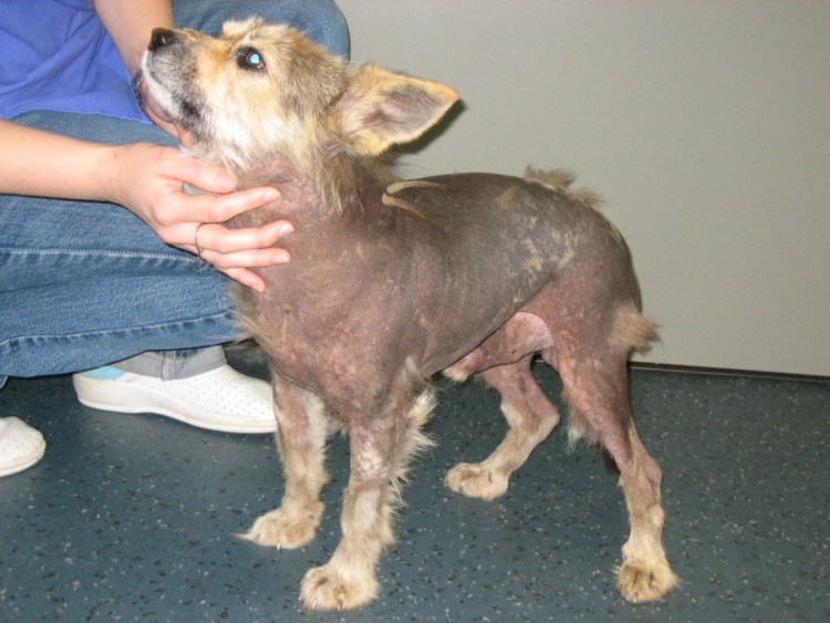 Малассезиозный дерматит