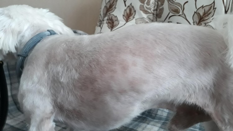 У кота проплешины на шерсти