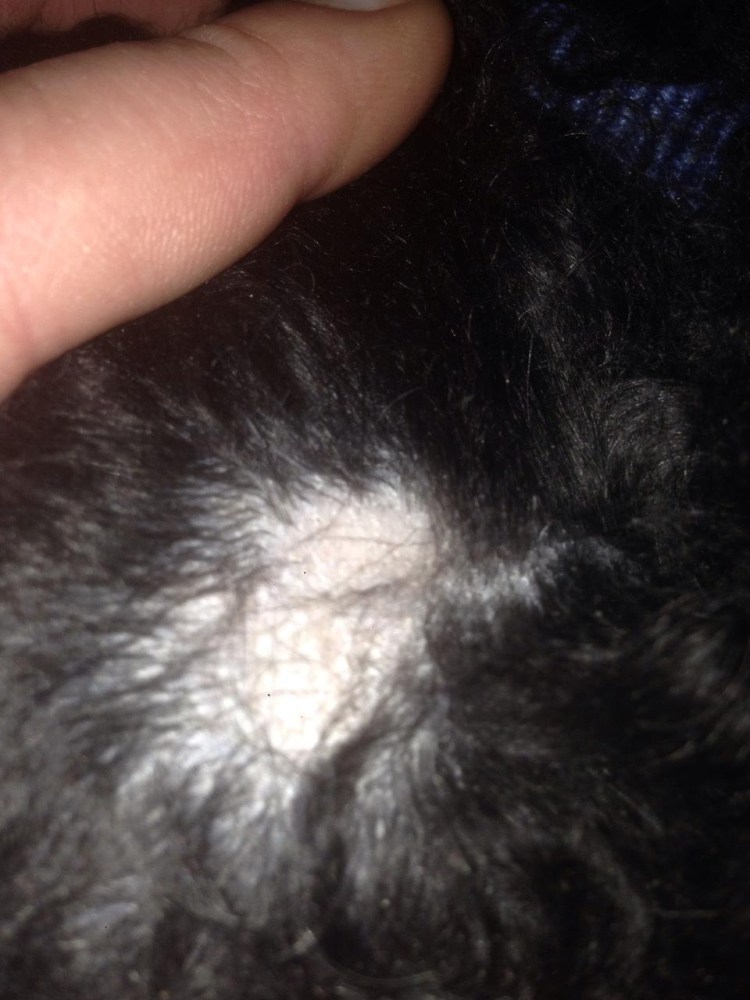 Проплешины у собаки на спине