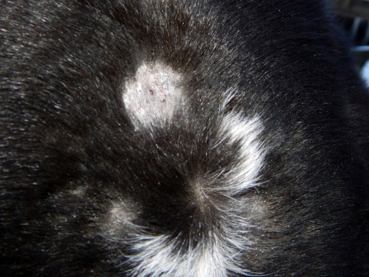 У кота выдран клок шерсти