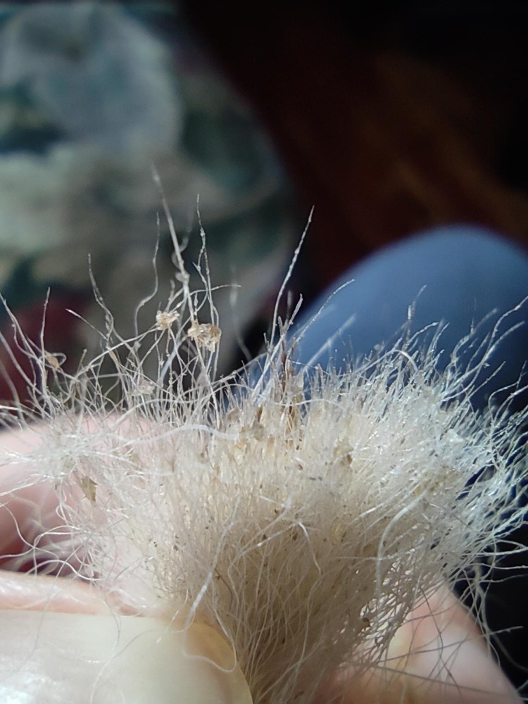 Проплешины у щенка на голове