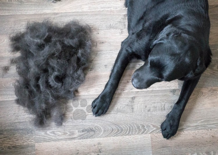 Выпадение шерсти у кроликов