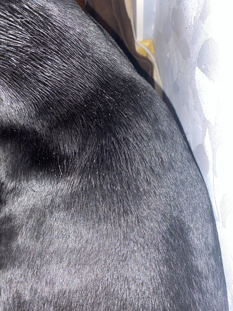 Отрубевидный лишай у собак