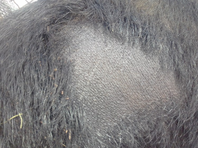 Лишай на подбородке у котика