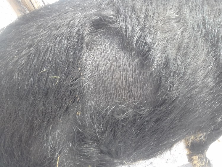 У маламута выпадает шерсть