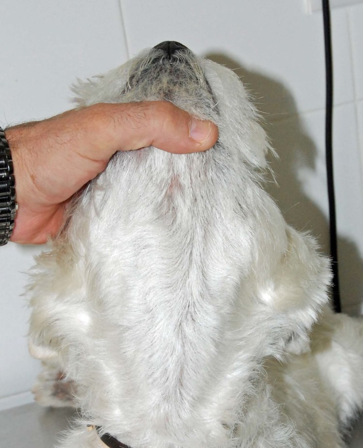 Власоеды у морских свинок