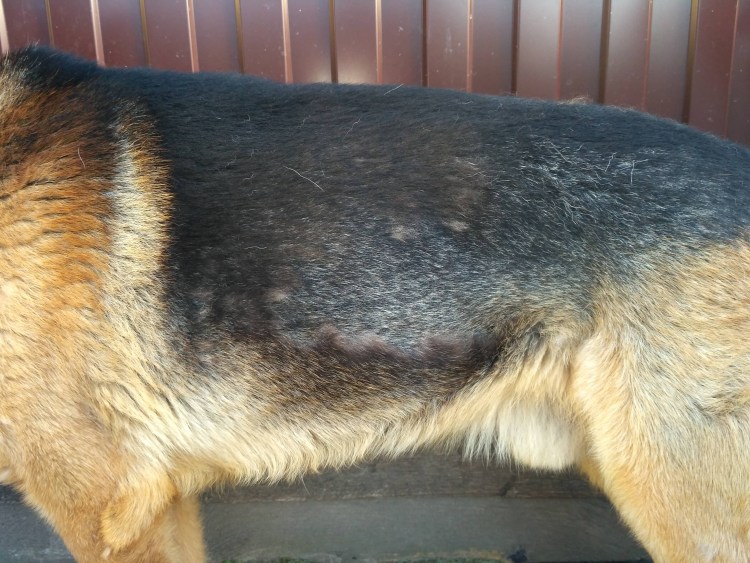 Уовчарки выпадаеь шерсть