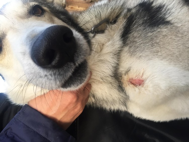 Стригущий лишай (дерматофитоз