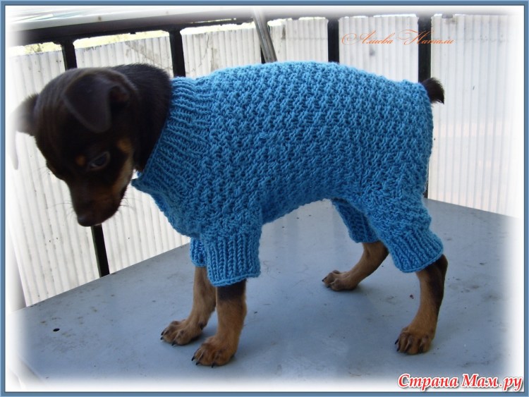 Комбинезон для собаки спицами