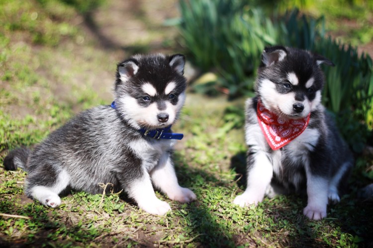 Мини хаски или Аляскинский кли-Кай