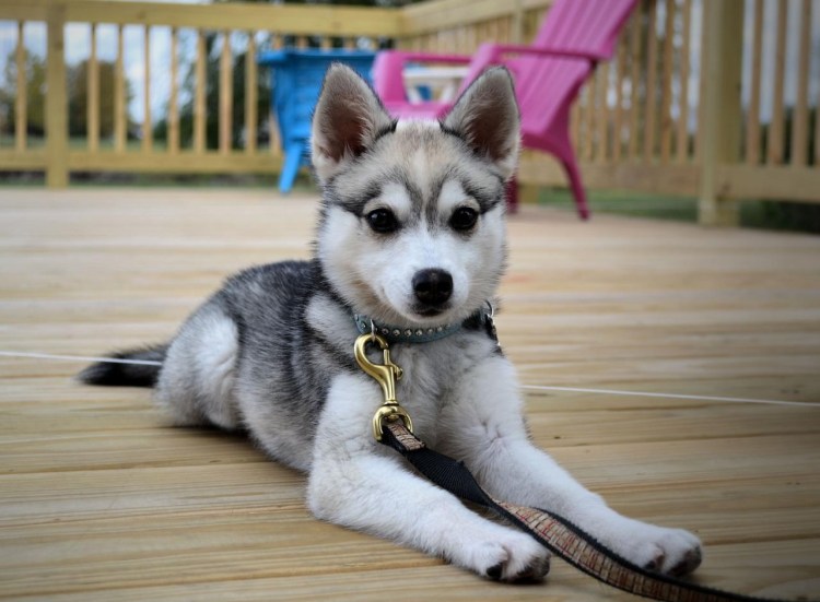 Аляскинский кли-Кай